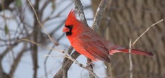 Cardinalis cardinalis