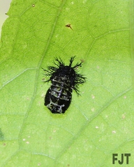Epilachna mexicana