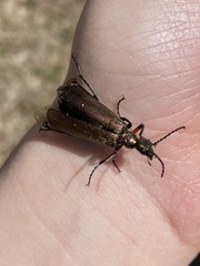 Pomphopoea