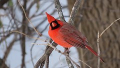Cardinalis cardinalis