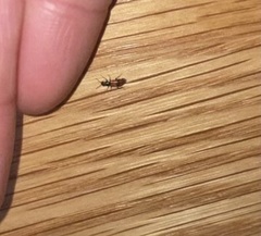 Anthocomus equestris