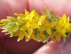 Thymelaea ruizii
