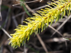 Thymelaea ruizii