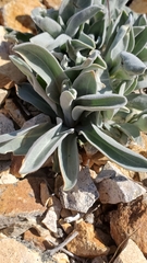 Phoenicaulis cheiranthoides