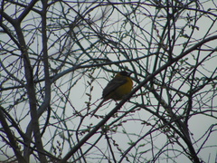 Icterus graduacauda