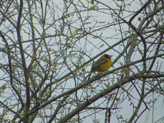 Icterus graduacauda