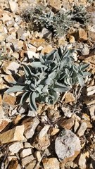Phoenicaulis cheiranthoides