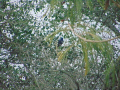 Cyanocompsa parellina