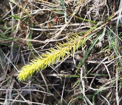 Thymelaea ruizii