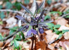 Helleborus atrorubens