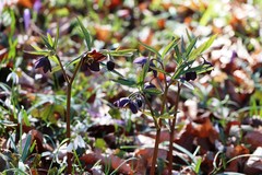 Helleborus atrorubens