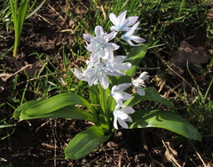 Scilla mischtschenkoana