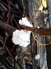 Schizophyllum commune