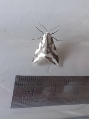 Tessellota cancellata