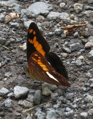 Adelpha sichaeus