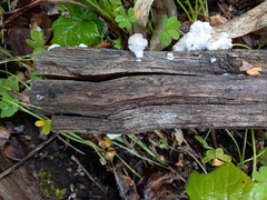 Schizophyllum commune
