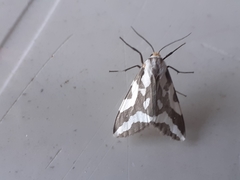 Tessellota cancellata