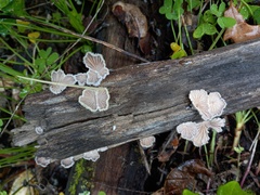 Schizophyllum commune