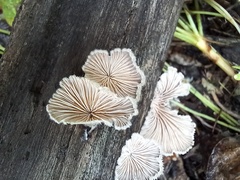 Schizophyllum commune