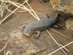 Trachylepis brevicollis