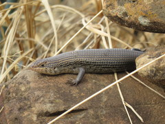 Trachylepis brevicollis