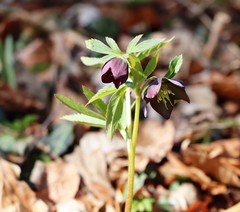 Helleborus atrorubens