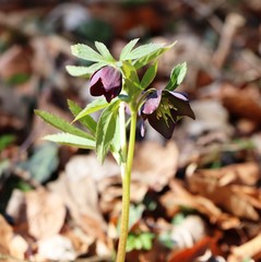 Helleborus atrorubens