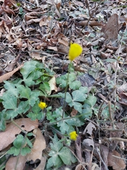 Ranunculus sierrae-orientalis