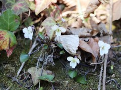 Viola alba alba