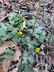 Ranunculus sierrae-orientalis