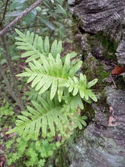 Polypodium