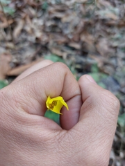 Ranunculus sierrae-orientalis