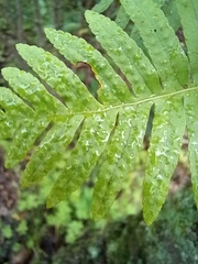 Polypodium