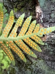 Polypodium