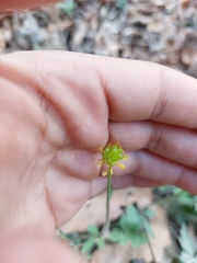 Ranunculus sierrae-orientalis
