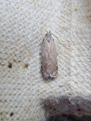 Battaristis concinnusella