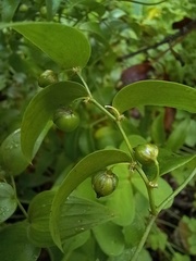 Asparagus asparagoides