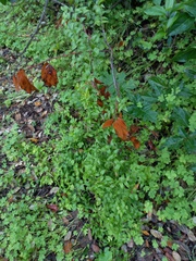 Asparagus asparagoides