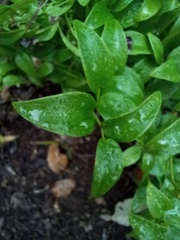 Asparagus asparagoides