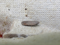 Battaristis concinnusella