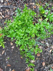 Asparagus asparagoides