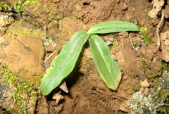 Neotinea maculata