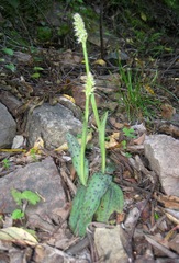 Neotinea maculata