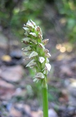 Neotinea maculata