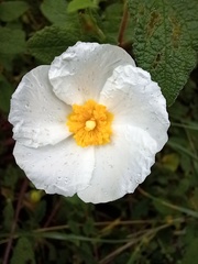 Cistus salviifolius