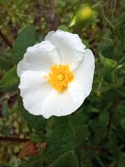 Cistus salviifolius