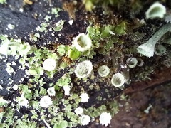 Cladonia