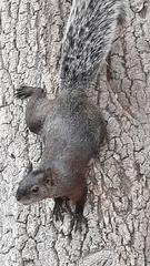 Sciurus aureogaster