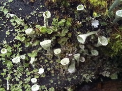 Cladonia