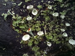 Cladonia